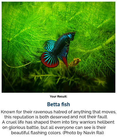 bettafish.png