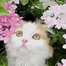 beauitful fluffy cat peeking its head out of some pink flowers