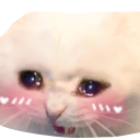 crying blushing cat