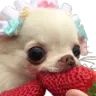 strawberry BOYE (chihuahua eating strawberries)